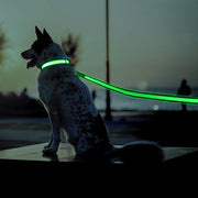 LED Dog Leash - USB Rechargeable